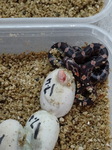 Corn Snakes hatching! Great excitement for the boys.