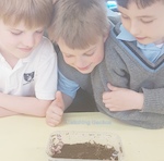 Corn snakes and Geckos hatching