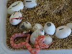 Corn Snakes hatching! Great excitement for the boys.