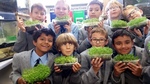 Year 5 - Science - Life cycles - germinating seeds