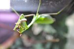 Praying Mantis with prey